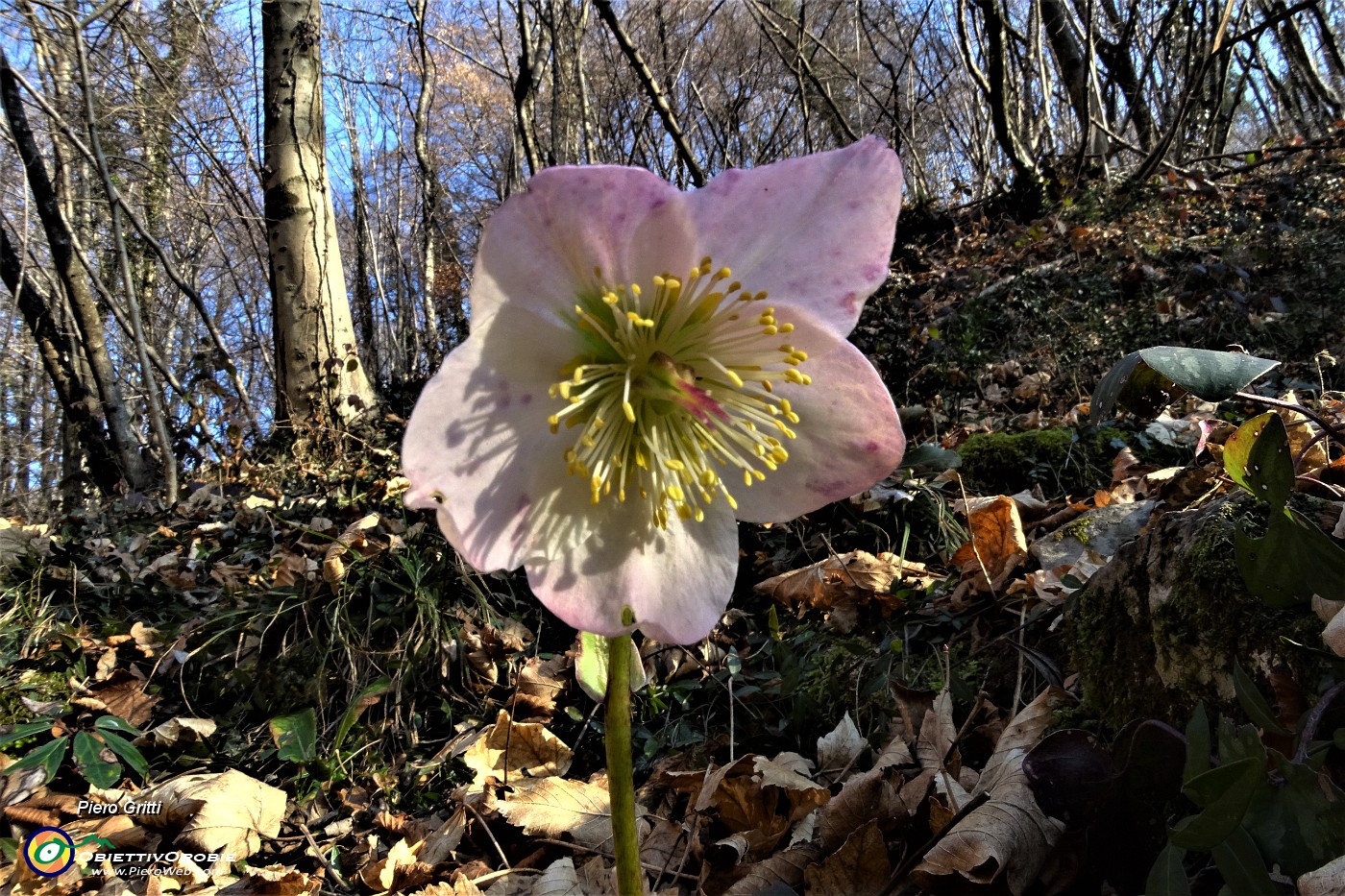 10 Elleboro in fiore ben colorato .JPG